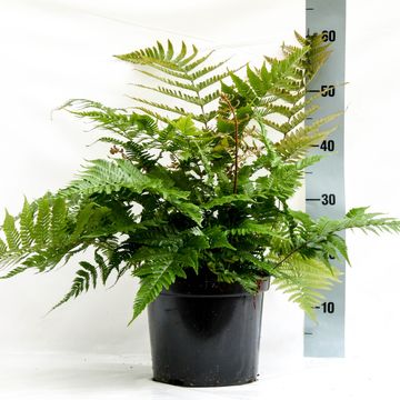 Dryopteris erythrosora