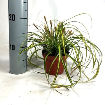 Carex oshimensis EVERCOLOR EVERSHEEN