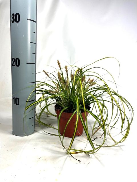 Carex oshimensis EVERCOLOR EVERSHEEN