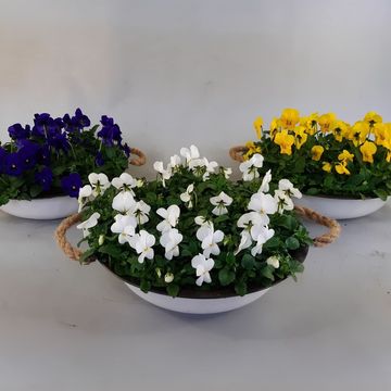 Viola CORNUTA MIX