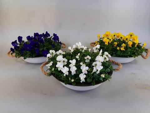 Viola CORNUTA MIX