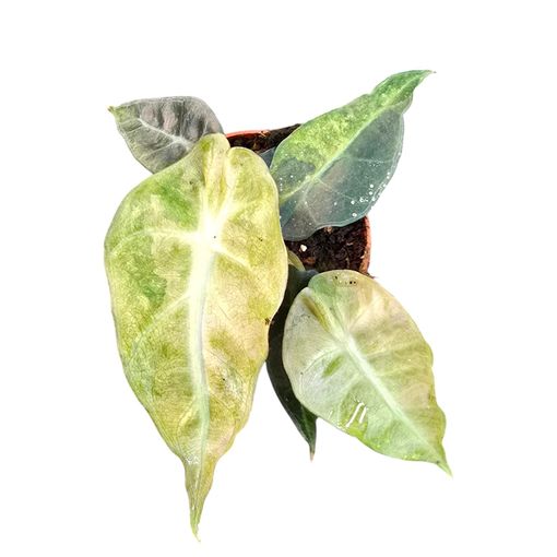 Alocasia 'Polly Variegata Aurea'