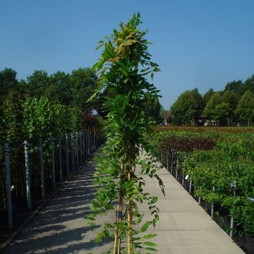 Wisteria sinensis 'Prolific'