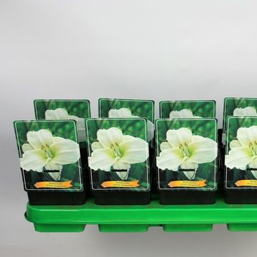 Hemerocallis 'White Temptation'