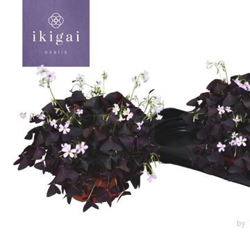 Oxalis triangularis triangularis