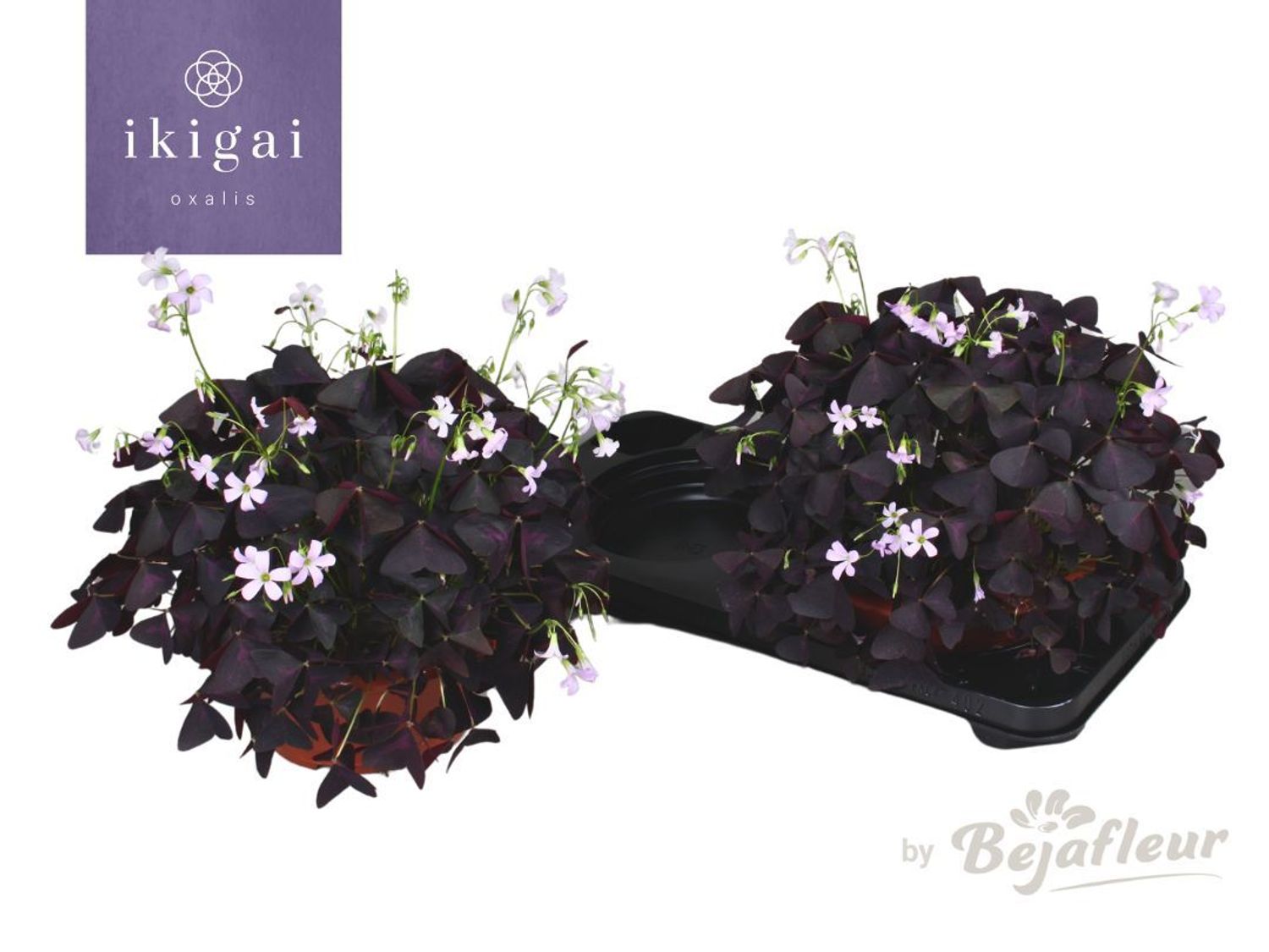 Oxalis triangularis triangularis — Plant Wholesale FlorAccess