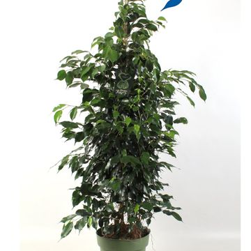 Ficus benjamina 'Midnight Lady'