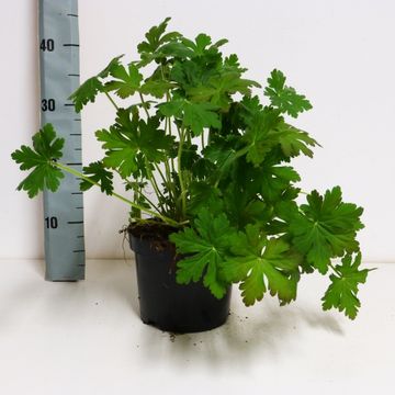 Geranium macrorrhizum