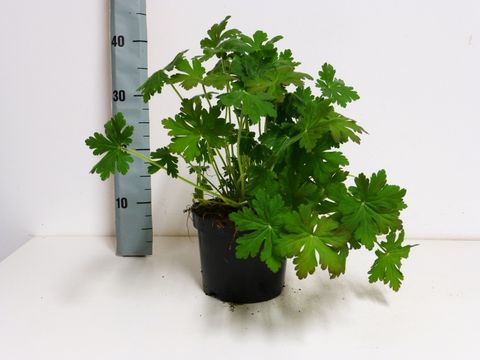 Geranium macrorrhizum