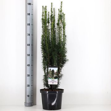 Taxus baccata 'Fastigiata'
