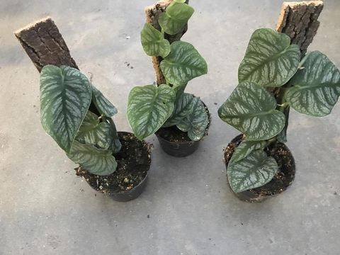 Монстера dubia