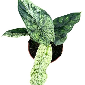 Alocasia 'Dragon Scale Mint'