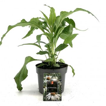 Echinacea purpurea 'Alba'