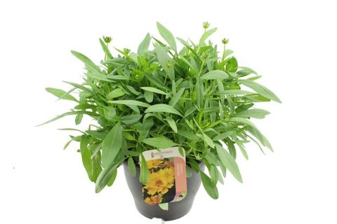 Coreopsis grandiflora 'Illico'