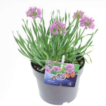 Allium senescens 'Lisa Blue'