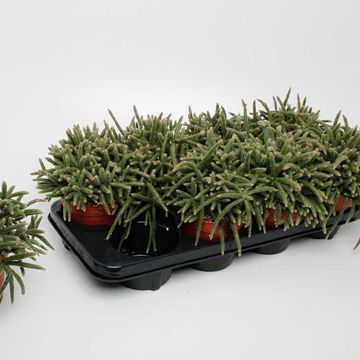 Rhipsalis baccifera horrida