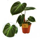 Philodendron 'El Choco Red'