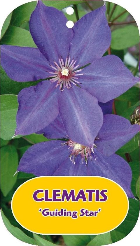 Clematis 'Guiding Star' (LL)