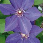 Clematis 'Guiding Star' (LL)