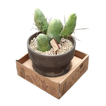 Trichocereus bridgesii monstruosus