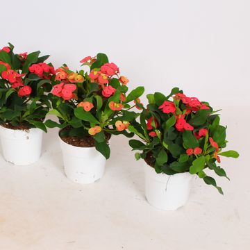 Euphorbia 'Vulcanus'