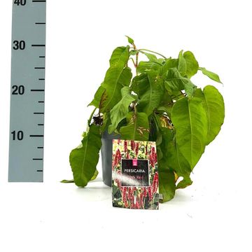 Persicaria amplexicaulis 'Dark Red'