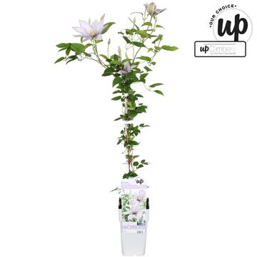 Clematis SAMARITAN JO (EL)