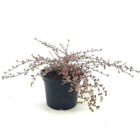 Lophomyrtus x ralphii 'Little Star'