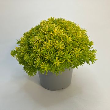 Sedum reflexum 'Yellow Bouquet'