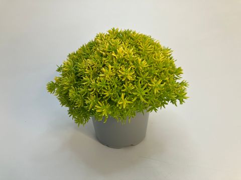 Sedum reflexum 'Yellow Bouquet'