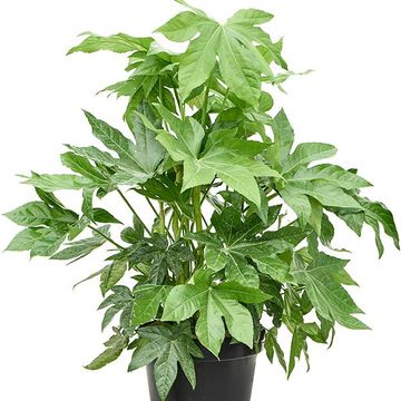 Fatsia japonica