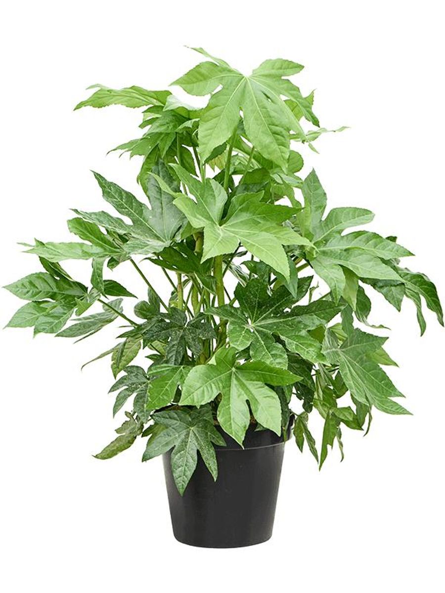 Fatsia japonica  Pflanzengrohandel FlorAccess