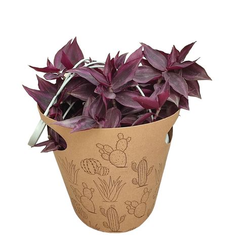 Tradescantia 'Purple Passion'