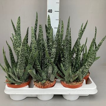 Gasteria carinata verrucosa
