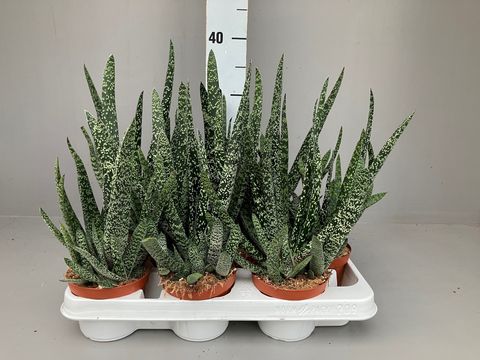 Gasteria carinata verrucosa