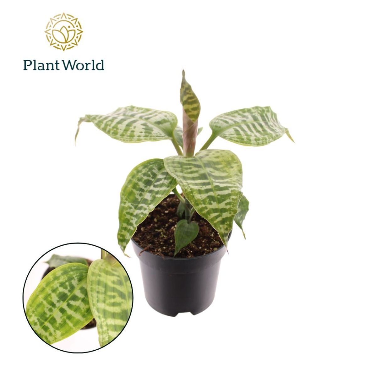 Dracaena goldieana — Plant Wholesale FlorAccess