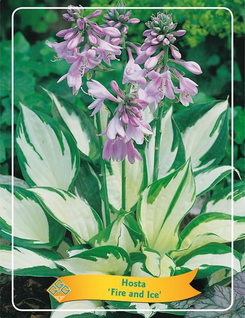 Hosta 'Fire and Ice'