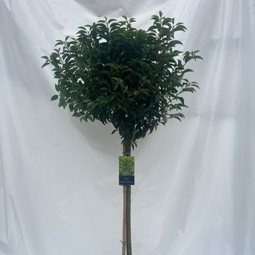 Prunus lusitanica 'Angustifolia'
