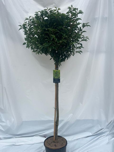 Prunus lusitanica 'Angustifolia'