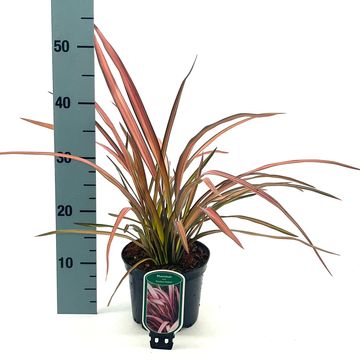 Phormium 'Maori Maiden'