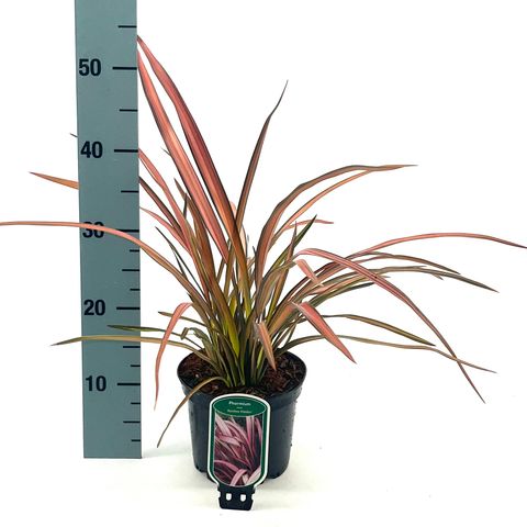 Phormium 'Maori Maiden'