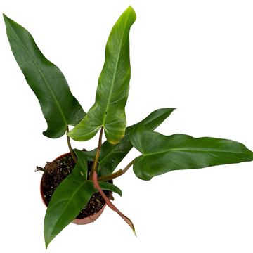 Philodendron mexicanum