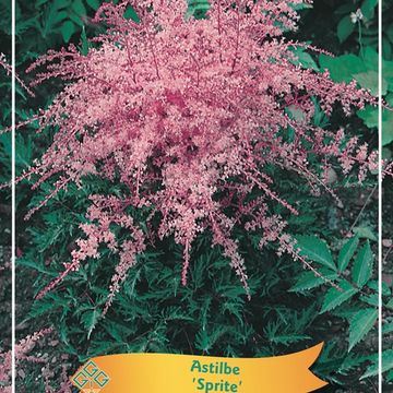 Astilbe 'Sprite'