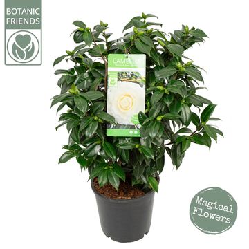 Camellia japonica 'Matterhorn'