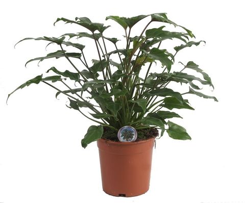 Philodendron xanadu