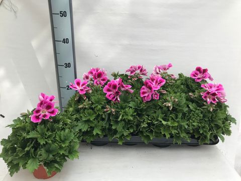 Pelargonium grandiflorum