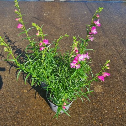 Penstemon 'Sunburst Pink'