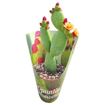 Opuntia inamoena