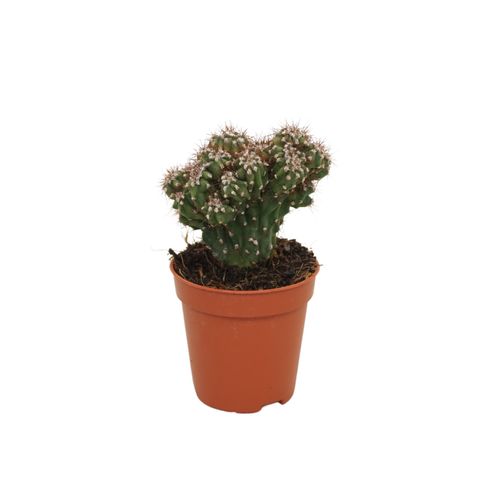 Cereus peruvianus monstrosus