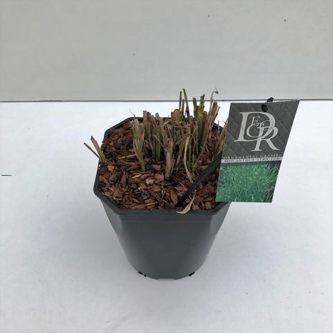 Miscanthus sinensis 'Strictus'